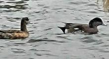 Migratory Wigeon ducks